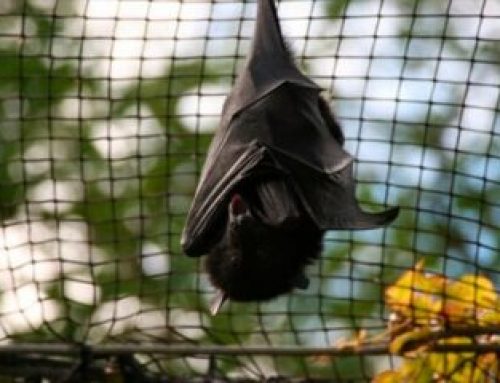 Mountains Community Health Urges Residents to Take Possible Bat Exposures Seriously